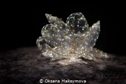 Dark-Net Butterfly Slug Cyerce sp. 4, NSSI2 by Oksana Maksymova 